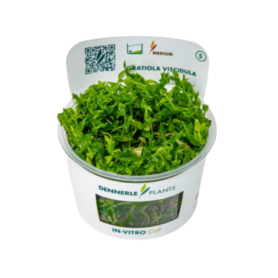 Dennerle Plant-It In-Vitro Aquarium Plants - Shrimp Safe - Snail & Algae  Free | eBay UK