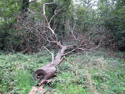 Photo 6x4 Felled Tree Ilford/TQ4486  c2011