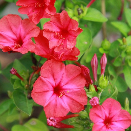 50 Red Four O'Clock Wildflower Seeds - Everwilde Farms Mylar Seed Packet - Picture 3 of 3