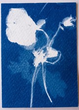 Original signed ACEO Collectors Art. Cyantype Floral 5/12