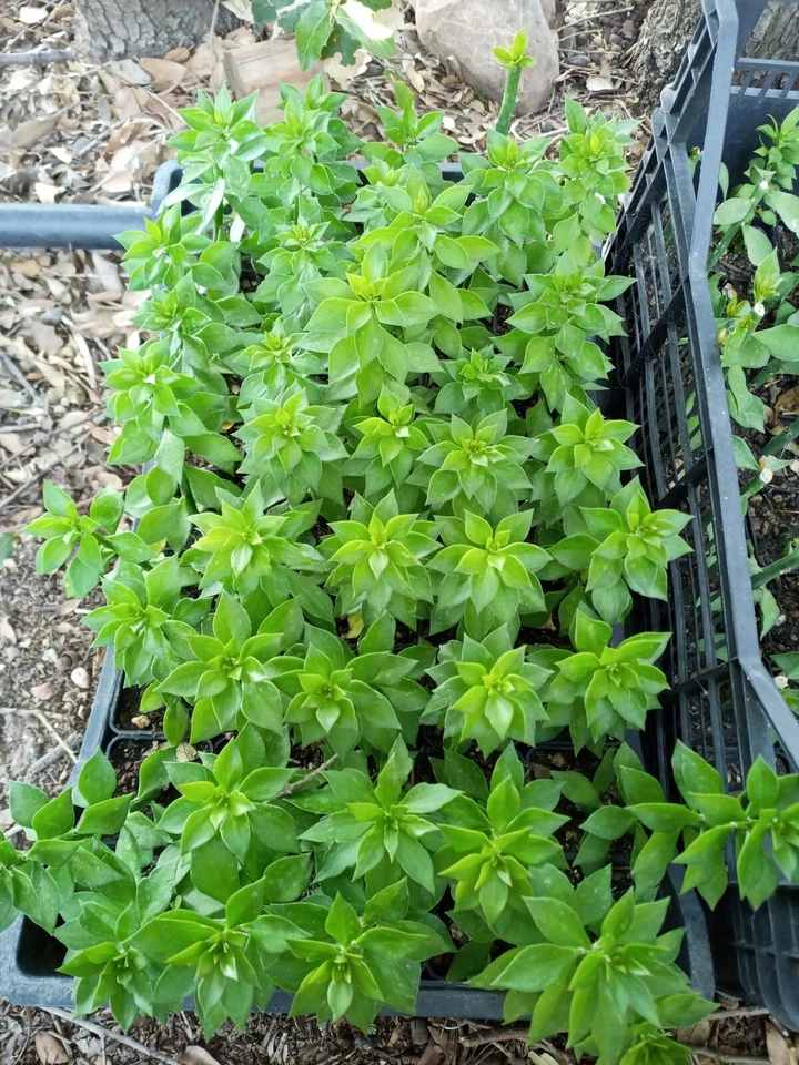 50 pcs pereskiopsis Spatulata 12cm stock portainnesto rootstock fast Grow cactus - Immagine 2 di 2