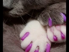 400 Kitty Caps Cute Nail Caps for Cats Hot Purple & Hot Pink X-Small Under 5#