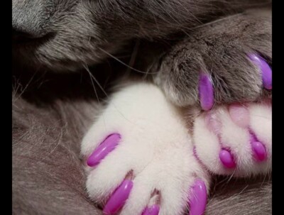 400 Kitty Caps Cute Nail Caps for Cats Hot Purple & Hot Pink X-Small Under 5#