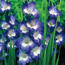 5 - NORI GLADIOLUS Flower Bulbs  NEW  EXTRA LARGE 4 Inch  BLOOMS
