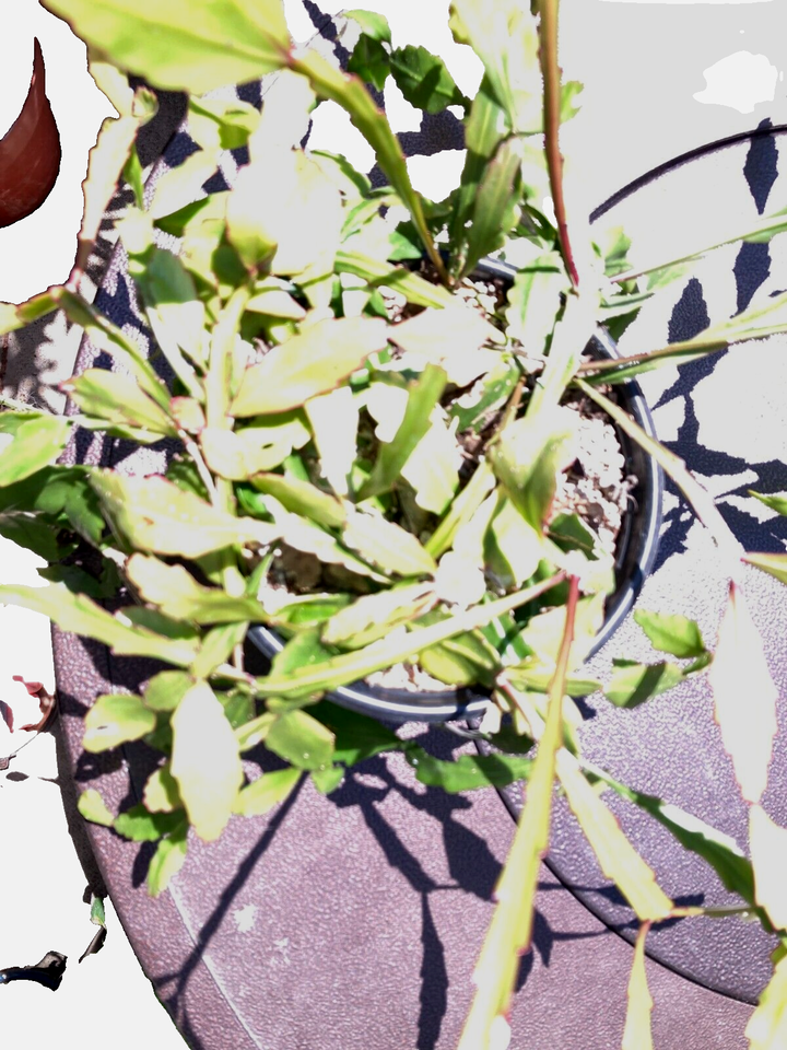 RHIPSALIS GOEBELIANA tiny yellowwhite flowers Bloom size plant BARE