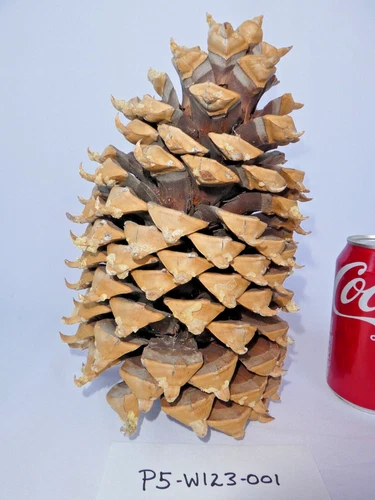 LARGE Pine Cone 10.75" H x 7.5"w! COULTER Christmas HolidayGift Craft Nature HTF