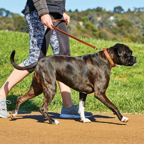 WeatherBeeta Padded Leather Dog Collar Soft Supple & Strong With Brass Fittings - Picture 6 of 14