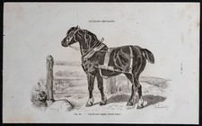 1882 - Cheval noir anglais - Gravure ancienne - Cheval & équitation