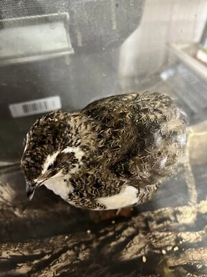 BUDDY”S HATCHERY LLC 10+ Tuxedo Coturnix Hatching Eggs By Buddy’s Hatchery
