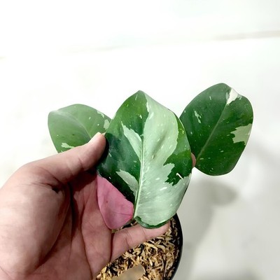Philodendron White Princess Tricolor Variegated Ornamental Plant