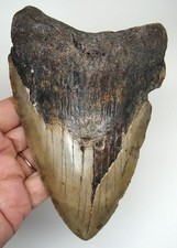 MEGALODONTE DENTE DI SQUALO - VERO 5,61" - XXL DENTI DI SQUALO FOSSILI - NO RESTAURI