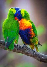 Rainbow Lorikeet Love PREMIUM POSTER FILM PRINT HIGH QUALITY Thick paper