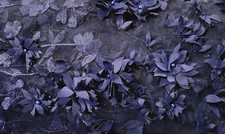 Navy Blue Tulle Lace - 3D Appliqued Beaded Flowers - Double-Scalloped, Border