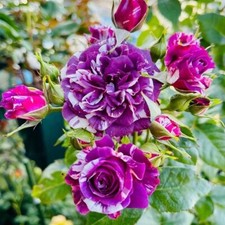 20 "Scented Jewel" Rose Seeds - Fragrant Floribunda Variety, Purple  White