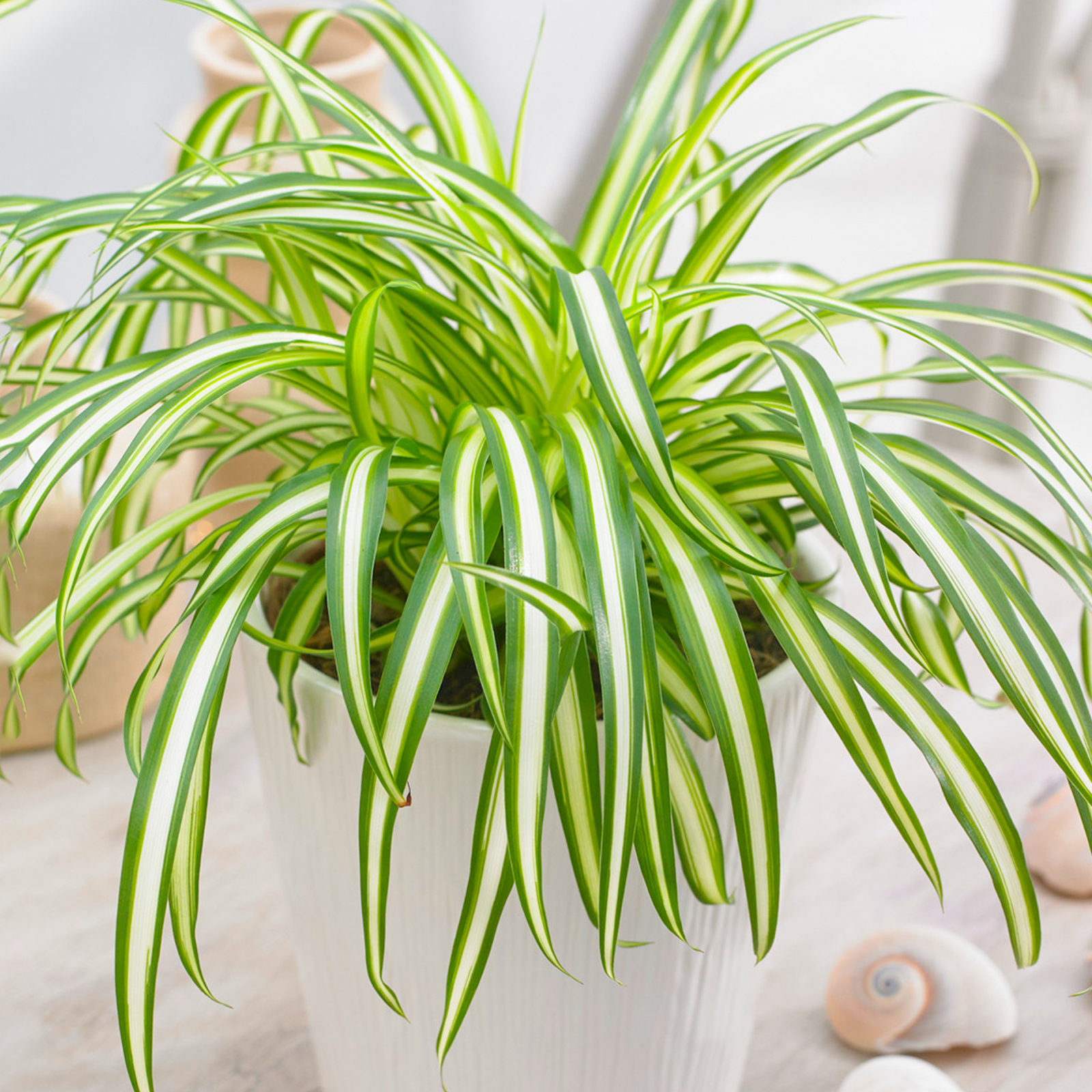 Chlorophytum Variegatum - Spider Plant | Indoor Plant Gift (20-30cm Incl. Pot)