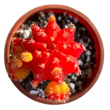 Gynocalycium Mihanovichii ‘Moon Cactus’ –Live Grafted Cactus in 4" Pot