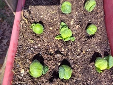 Catskill Brussel Sprout Seedling for Planting - Heirloom Non-GMO - Free Shipping
