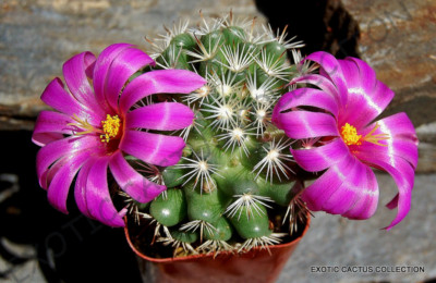 RARE MAMMILLARIA SCHUMANNII @ exotic cactus cacti plant pincushion seed 20  SEEDS | eBay