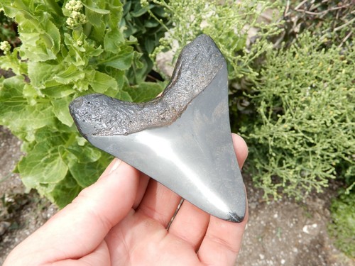 V SHAPED FOSSIL MEGALODON SHARK TOOTH PRISTINE QUALITY - Picture 6 of 6