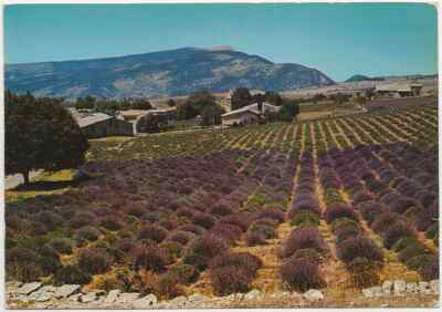 80/522 AK FRANKREICH - CHAMP DE LAVANDE - LAVENDEL-FELDER 