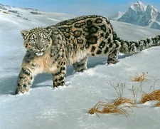 Endangered Snow Leopard Fabric Panel 36in x 44  by Four Seasons
