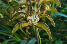 Cymbidium tracyanum   Species   Fragrant