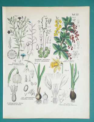 FLOWERS Daffodil Snowflake Flax Sundew Barberry Snowdrop - 1845 COLOR Print