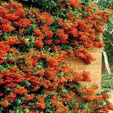 Orange Firethorn Hedging Plants Pyracantha Evergreen Garden Hedge Plant in Pot