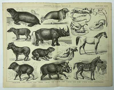 UNGULATA Hoofed Animals Walrus Rhinoceros Horse 1880s Antique Print Original