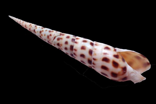 Tatskieshells- Terebra areolata "Fly-spotted auger" - 157mm - Picture 3 of 3