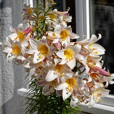 LILIUM TREE BULBS/TUBERS HYBRID HARDY PERENNIAL GARDEN SUMMER FLOWERING-FRAGRANT