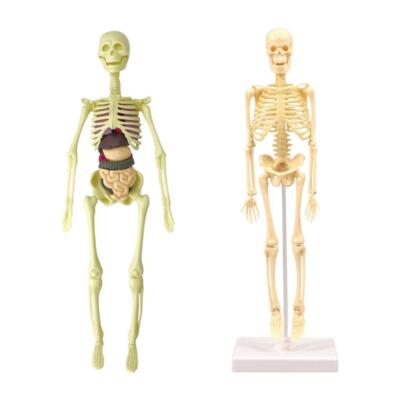 Realistisches Skelettmodell menschlicher Körper Anatomie Modell für Kinder Physiologie Studie