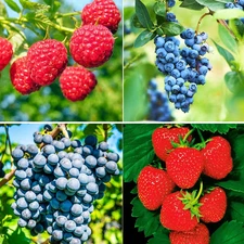 1000+ Mixed Fruit Seeds Berry Seeds for Planting Home Garden Outdoor Berry Seeds