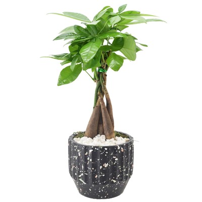 Money Tree Live Indoor Plant in 5 in. Speckled Splash Ceramic Planter, Black ...