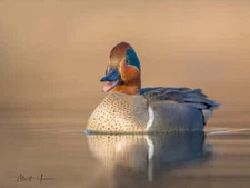 Green-winged Teal by Matthew Huras Fine Art Print Wildlife Duck Nature 17x22