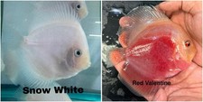 Pack Of 2 Discus Fish 3.5 To 4" - Live Aquarium Fish - 1 Day Ship