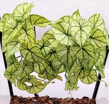 Reptile Plants for Terrarium Decor, Amphibian Habitat Decor, Reptile Tank Acc...