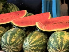 WATER MELON STRIPED KLONDIKE BLUE RIBBON   60 SEEDS