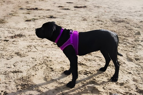 Arnés para perro HugglePets malla transpirable suave cachorro fácil de ajustar - Imagen 3 de 41
