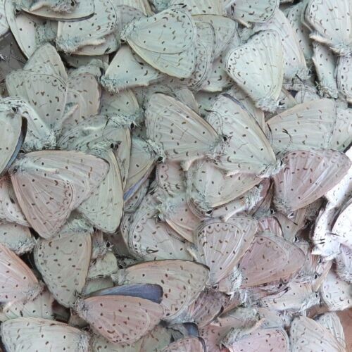 piccola farfalla blu 50 pezzi non montata vera piegata lycaenidae Udara dilecta Cina - Foto 5 di 5