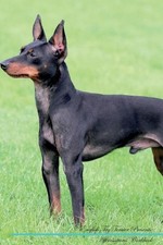 English Toy Terrier Affirmations Workbook English Toy Terrier... - 9781526969880