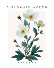 Botanical Floral Wall Art Poster - Mountain Avens Print Fine Art Print