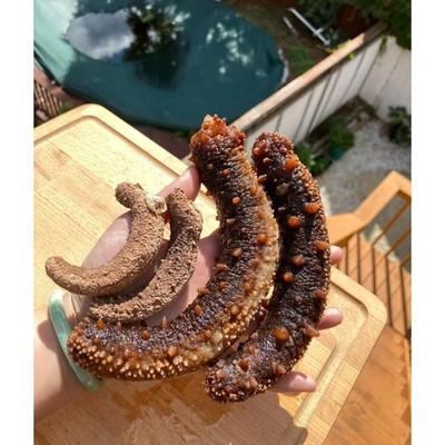 1LB Red sea cucumber natural sun dried from Alaska Size XL 阿拉斯加红参 !