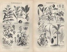 Lithografie 1907: Genussmittelpflanzen. I-IV.