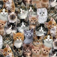 Adorable Pets Fabric - Packed Kitten Faces - Elizabeth's Studio YARD