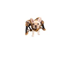 Spider Costume for Dog Drama to any evening walk or house party Large