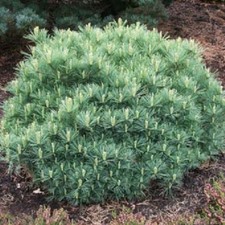 Pinus strobus Minima - grafted  in 3L pot bonsai subject 