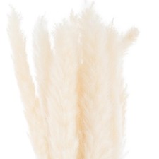 Hill Interiors Pampas Grass Dried Plant Pack of 15 HI4382