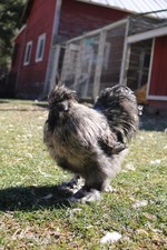 12+ silkie jaj wylęgowych z kurczaka - różnorodność kolorów
