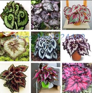 US-50PCS-unique-9-colors-Begonia-flower-seeds-flowers-potted-bonsai-garden-MIX